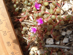 Portulaca digyna