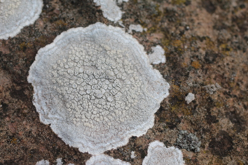 Crawfish Lichen
