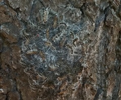 Thaumetopoea processionea