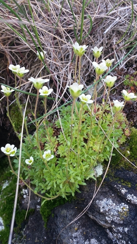 Tufted saxifrage (Saxifraga cespitosa)