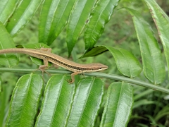 Takydromus kuehnei