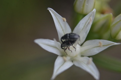 Odontocorynus