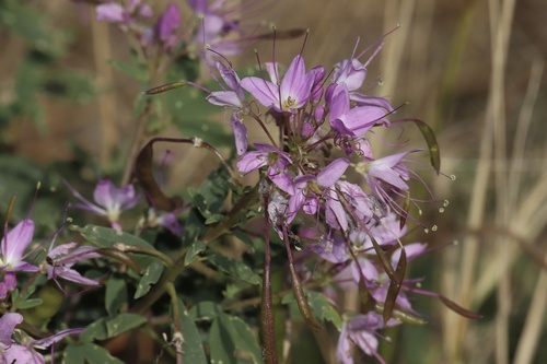 Cleomella serrulata