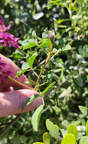Image of Indigofera amoena by (c) Andreas Schneider, some rights reserved (CC BY)