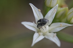 Odontocorynus