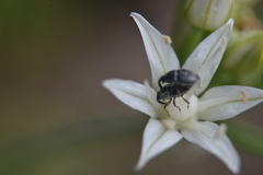 Odontocorynus