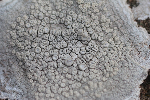 Crawfish Lichen