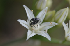 Odontocorynus