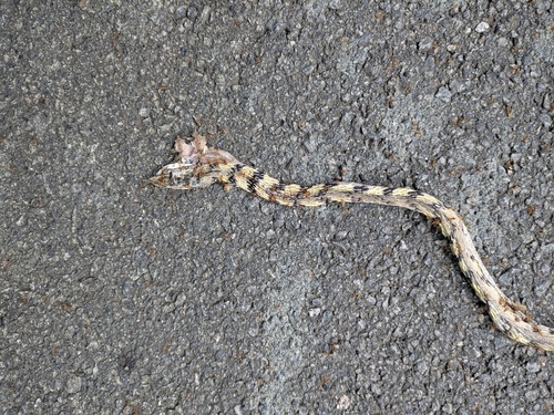 Sahyadri Hills Whipsnake