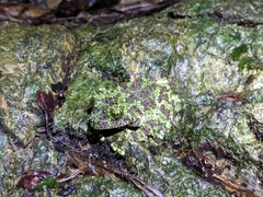 Theloderma corticale