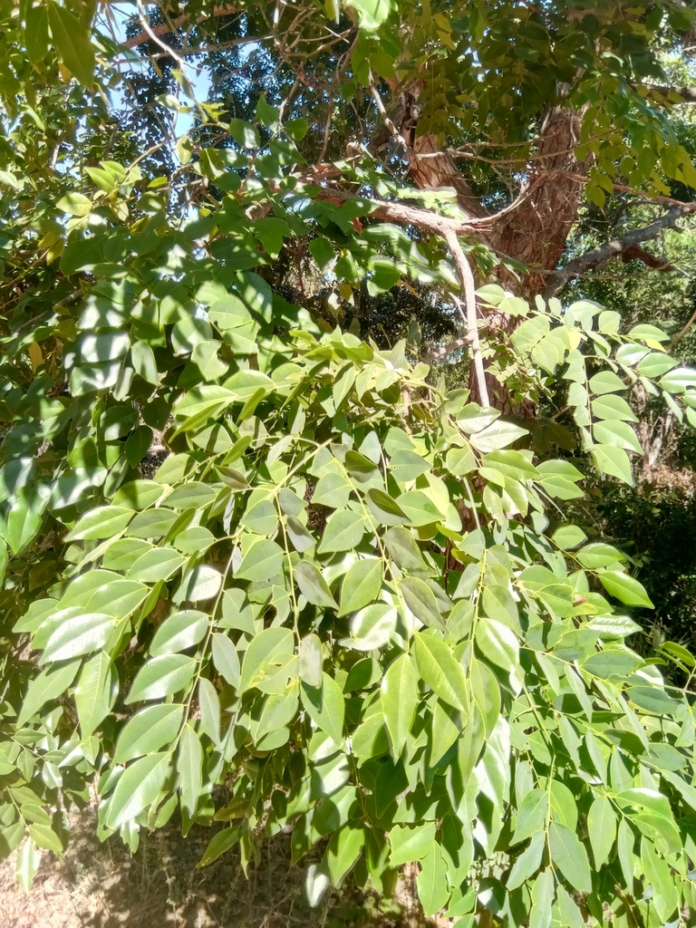 Erythrophleum couminga
