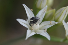 Odontocorynus