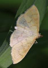 Paratalanta hyalinalis