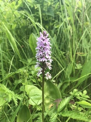 Dactylorhiza fuchsii