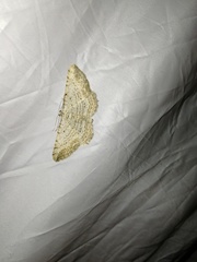 Horisme calligraphata