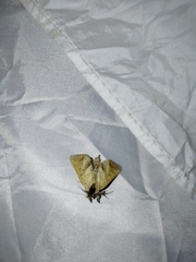 Clostera anastomosis