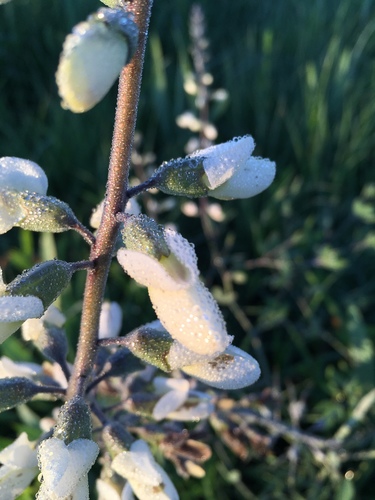 Baptisia blanc 3