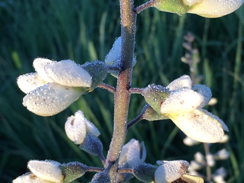 Baptisia blanc 2