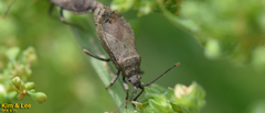 Hygia lativentris