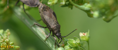 Hygia lativentris