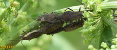 Hygia lativentris