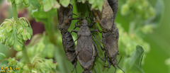 Hygia lativentris