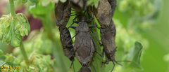 Hygia lativentris