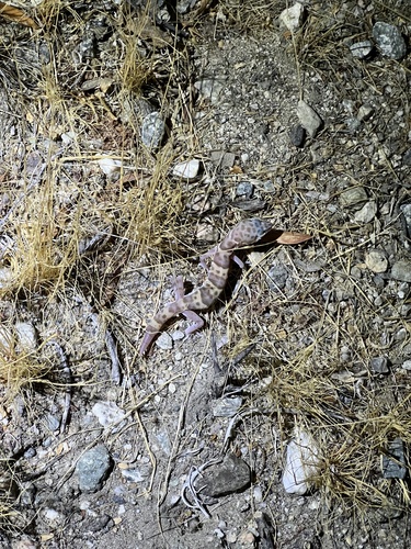 iNaturalist observation photo of Western Banded Gecko