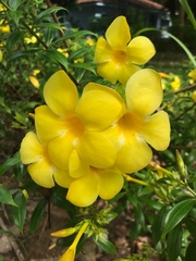 Allamanda