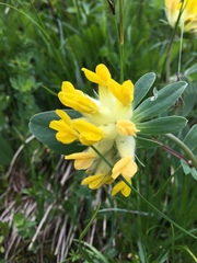 Anthyllis vulneraria alpestris