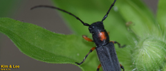 Phytoecia rufiventris
