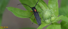 Phytoecia rufiventris