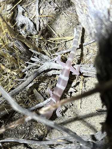 iNaturalist observation photo of Western Banded Gecko