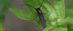 Phytoecia rufiventris