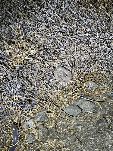 iNaturalist observation photo of Red Diamond Rattlesnake