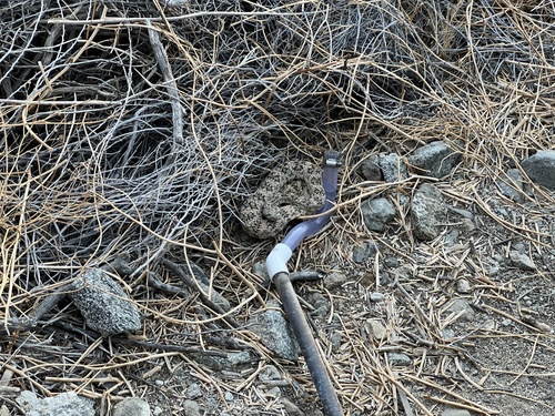 iNaturalist observation photo of Southwestern Speckled Rattlesnake