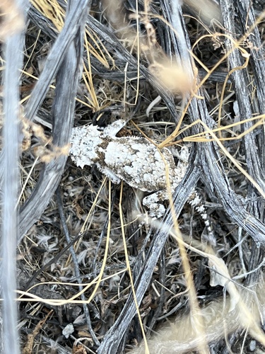 iNaturalist observation photo of Desert Horned Lizard