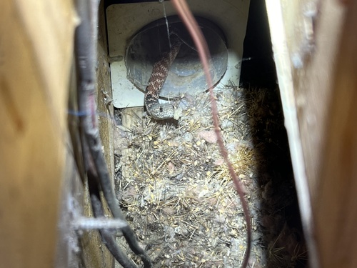 iNaturalist observation photo of Red Coachwhip