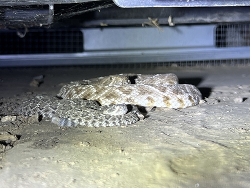 iNaturalist observation photo of Red Diamond Rattlesnake
