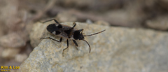 Panaorus albomaculatus