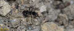 Panaorus albomaculatus