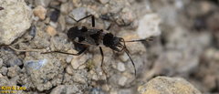 Panaorus albomaculatus