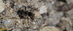 Panaorus albomaculatus