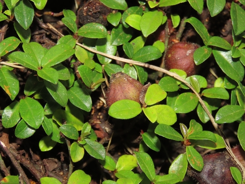 Image of Ficus vaccinioides by (c) chiuluan, some rights reserved (CC BY)