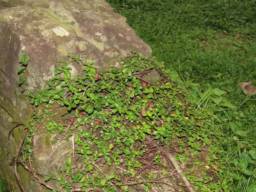 Image of Ficus vaccinioides by (c) chiuluan, some rights reserved (CC BY)