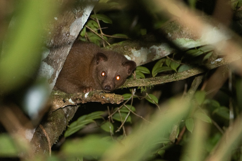 Golden Palm Civet