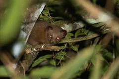 Golden Palm Civet photo 4