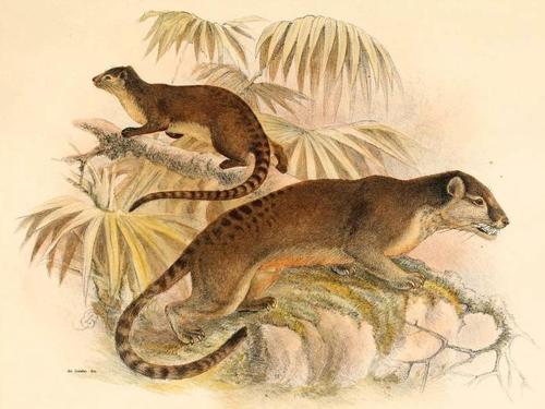 Sulawesi Civet (Macrogalidia musschenbroekii) — Vulnerable Mammalia