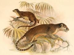 Sulawesi Palm Civet photo 4