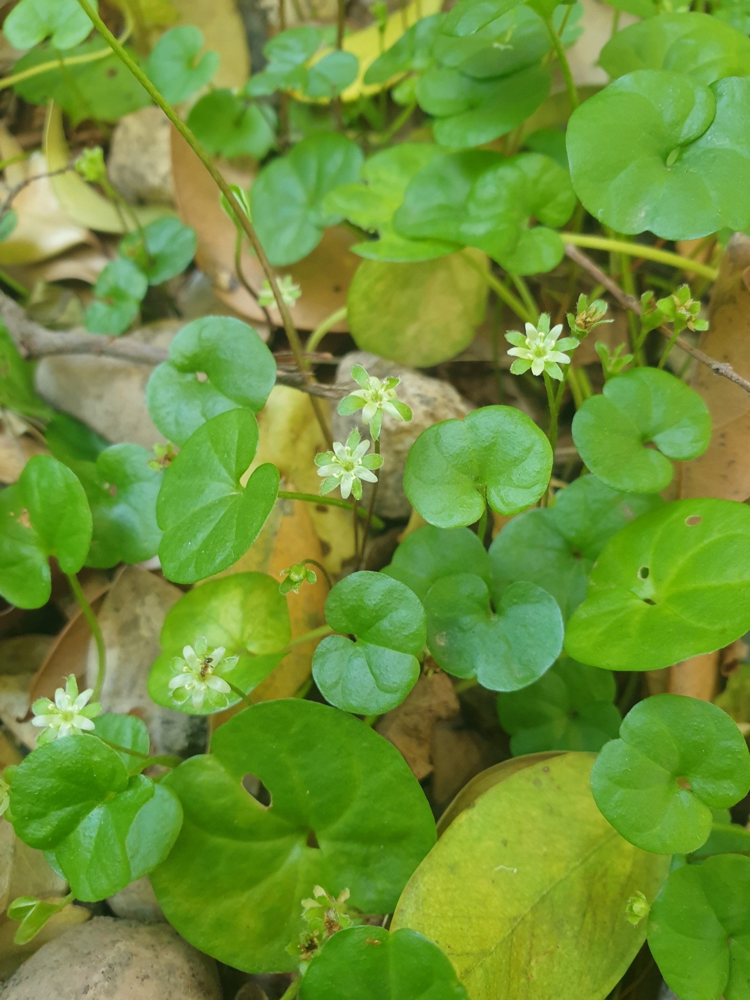 Dichondra repens
